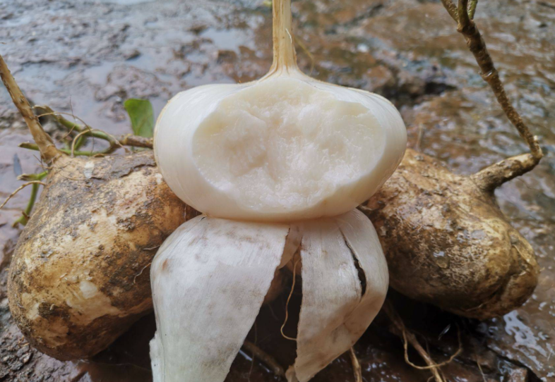 猫咪可以吃凉薯吗