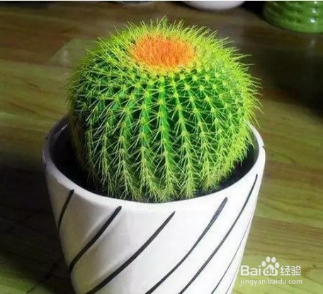 只要管住手就能爆盆的花卉，咋养都不会死！