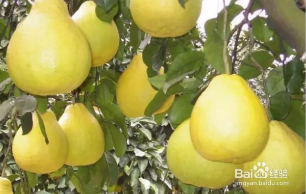 吃柚子的益处大大滴!