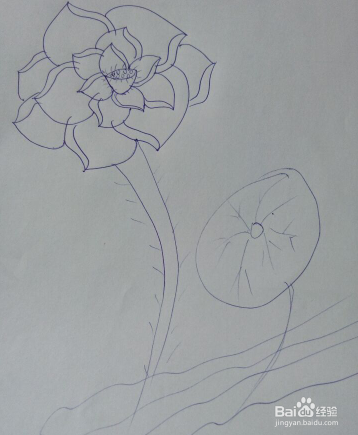 怎样画荷花?