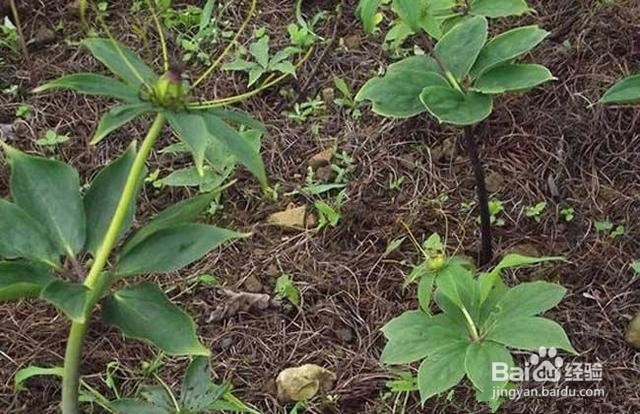 重楼种植技术方法