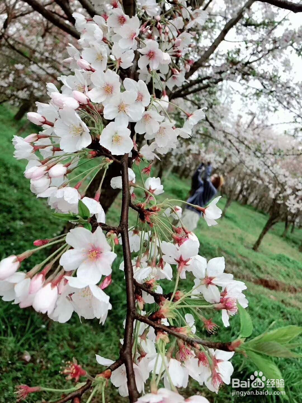 2019端午节放假吗是国家法定节假日吗