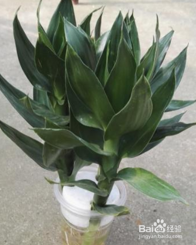 室内的绿化莲花竹怎么养护？