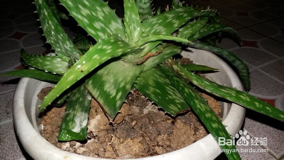 可以治青春痘的办法