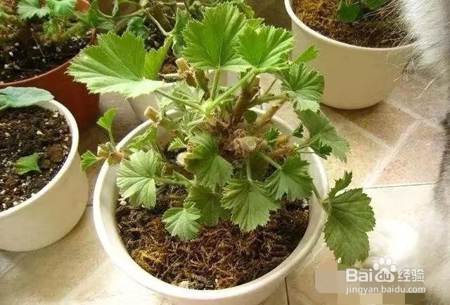 天竺葵如何重剪