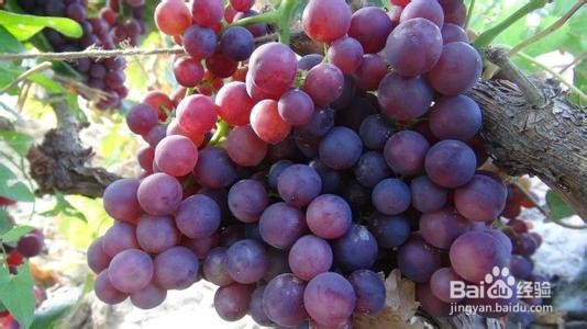 如何选择到甜葡萄