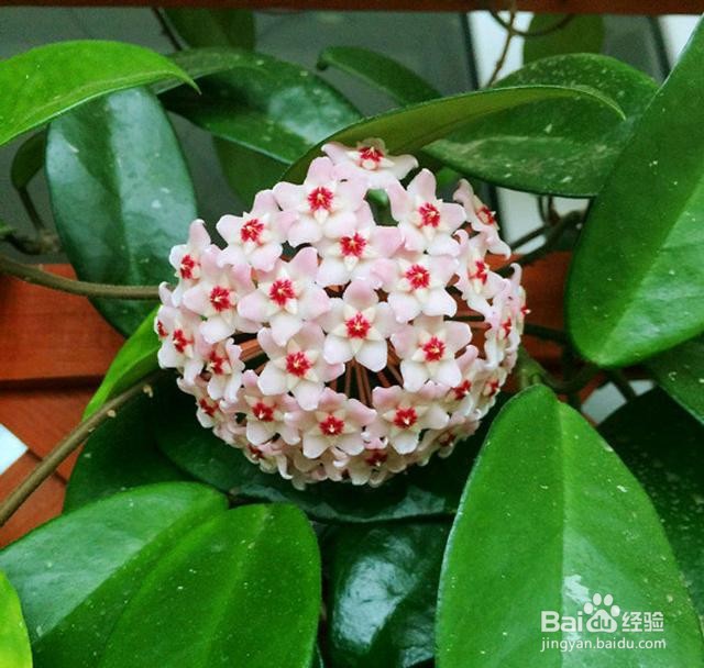 球兰冬天的养殖方法和注意事项