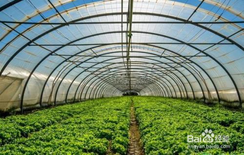 冬季蔬菜出现冻害怎么办