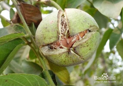 核桃树虫子蛰到怎么止疼