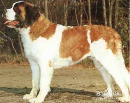 圣伯纳犬日常如何养护