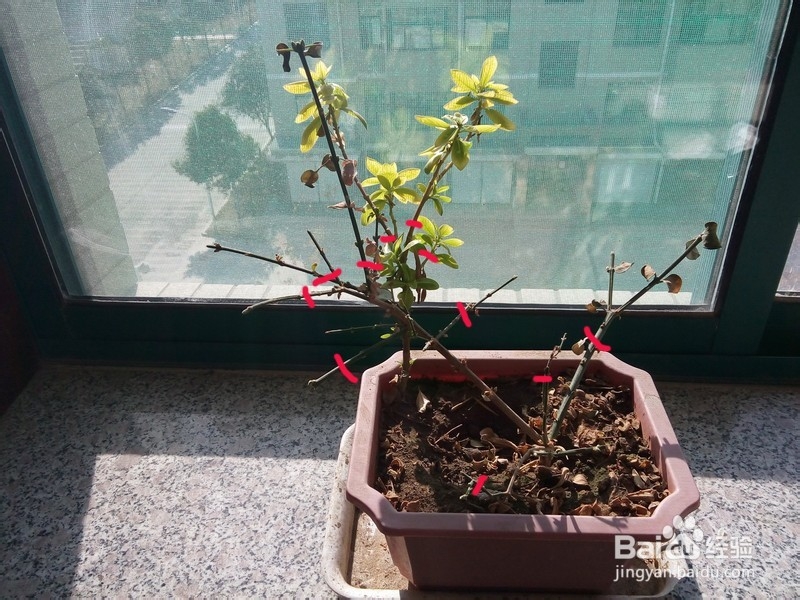 给小花整枝的技巧和原则