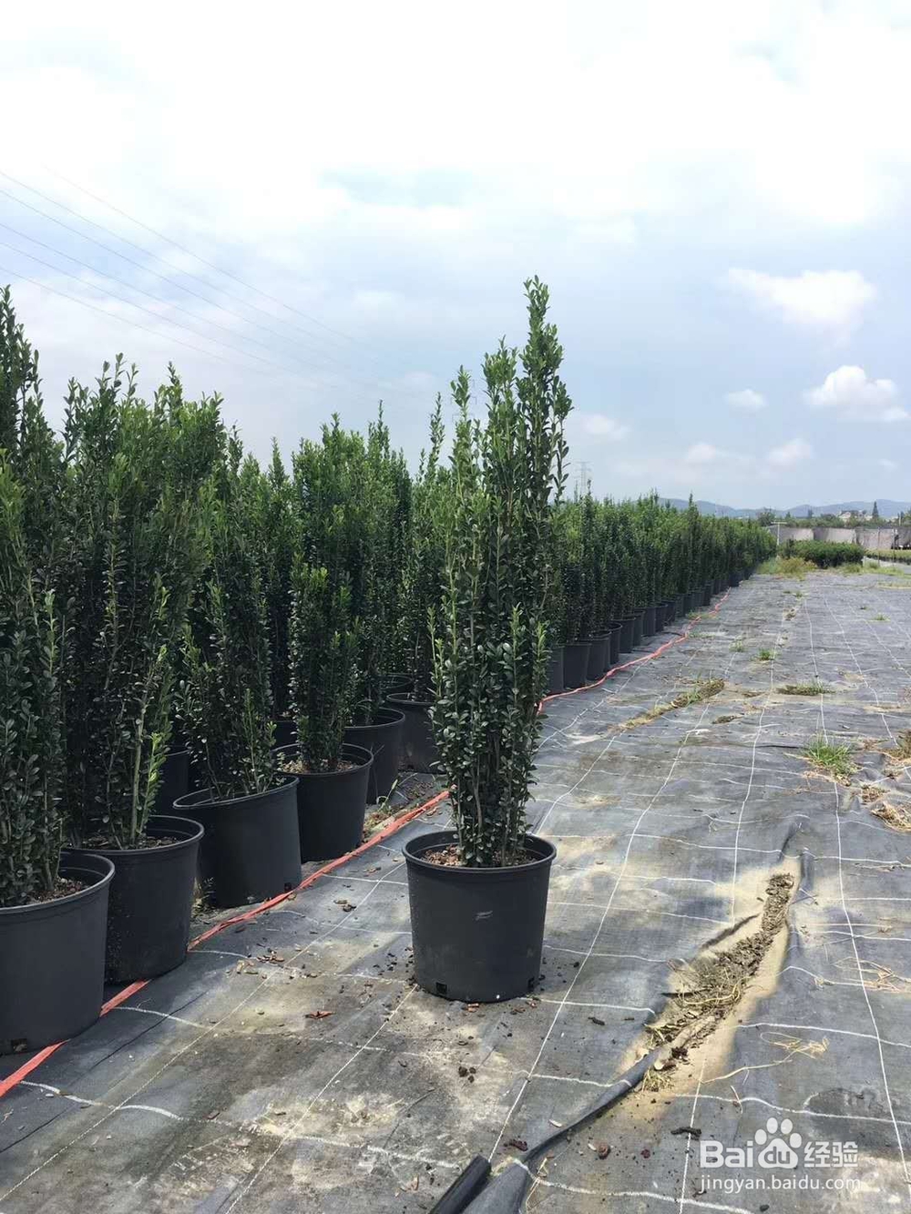 春季3、4月份常用的花灌木有哪些(一)