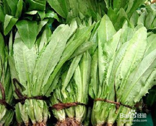 食用油麦菜应该注意些什么问题?