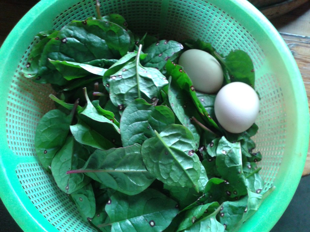 藤菜蛋汤这样做才美味