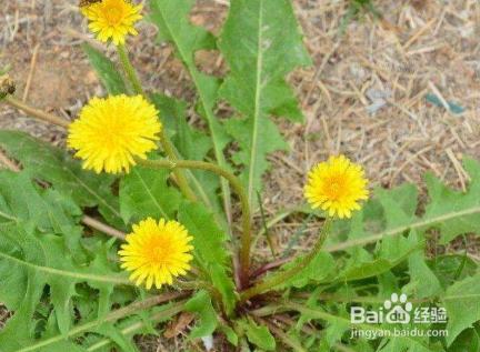 保护肾脏，应该吃哪些绿色食物？