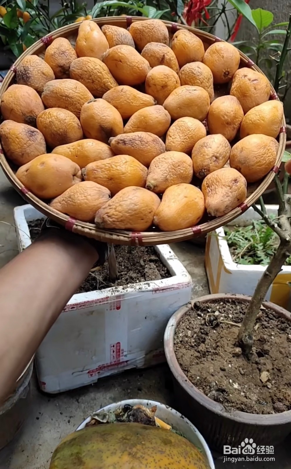 怎么样种植枇杷