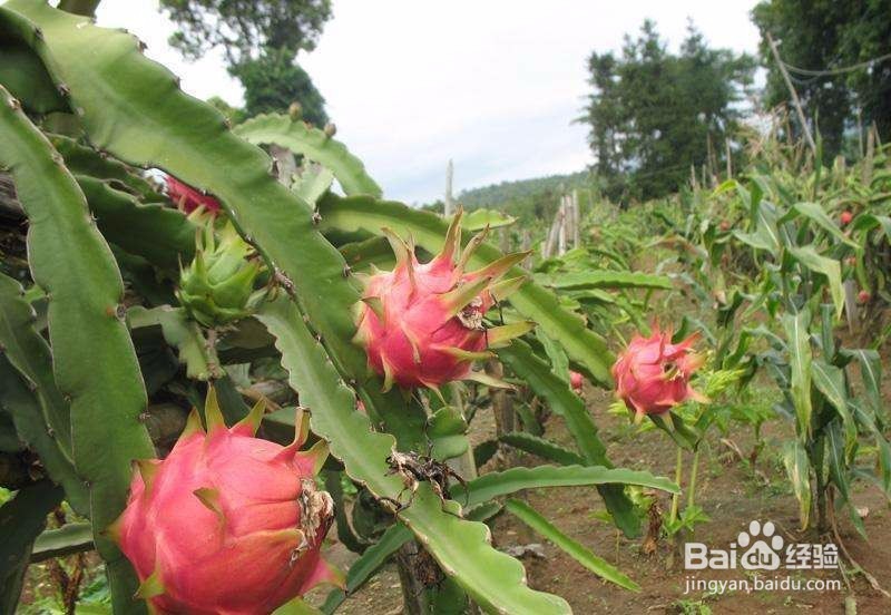 火龙果的饮食禁忌有哪些