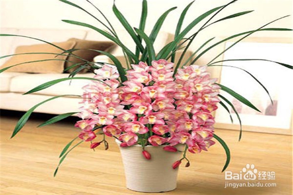 大花蕙兰的养殖方法和注意事项有什么?