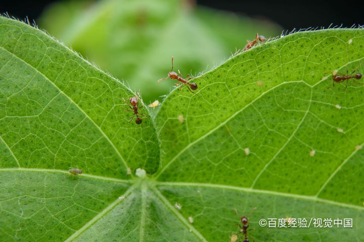 红蚂蚁消灭最简单方法
