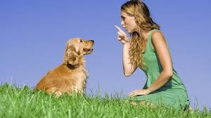 如何高效率地训练狗狗