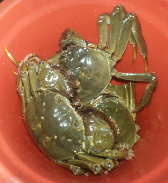 想吃清蒸螃蟹？轻轻松松就能学会