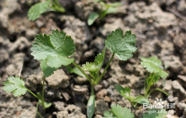 香菜的需肥要点和施肥要点都有什么?用什么肥?