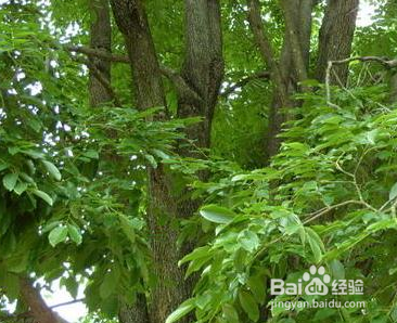 小叶紫檀树图片图谱