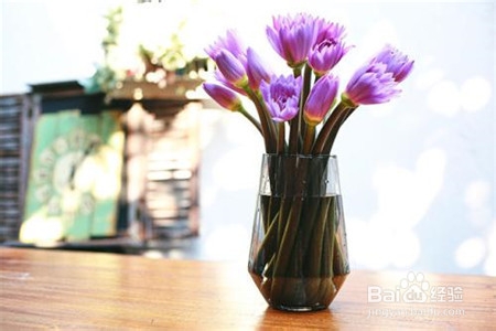 睡莲插花瓶里怎么养