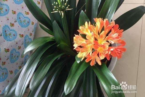 君子兰怎么养殖