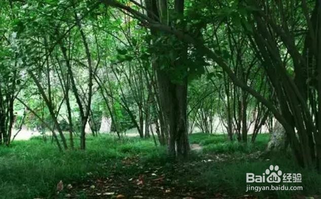 如何驱蚊防蚊虫叮咬