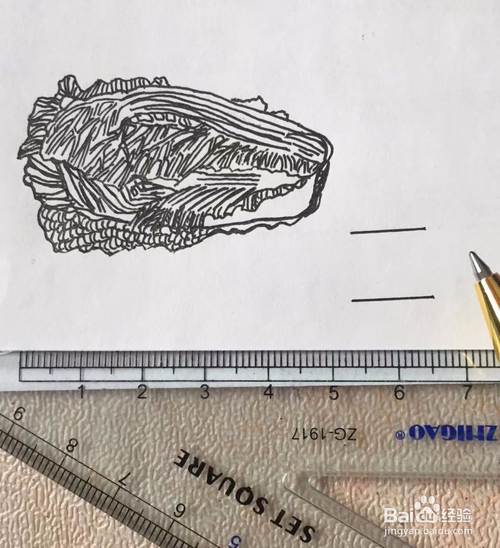茉莉手绘之白菜与豆腐