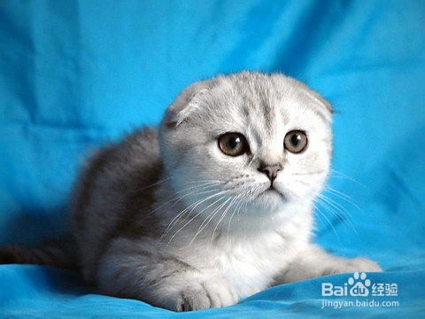 苏格兰折耳猫怎么养