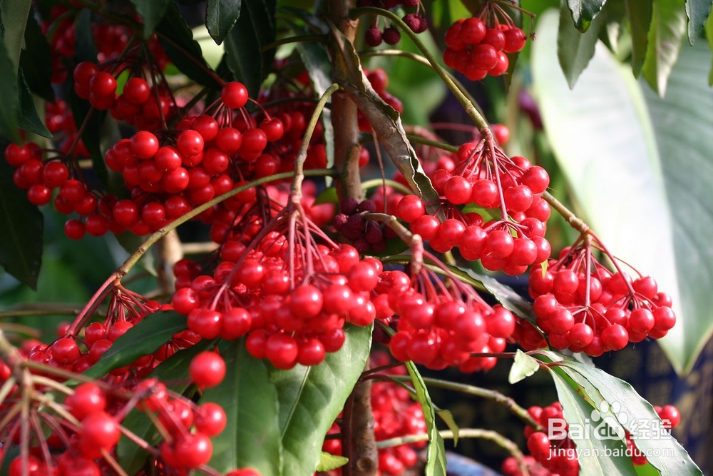 富贵子的果实怎么吃