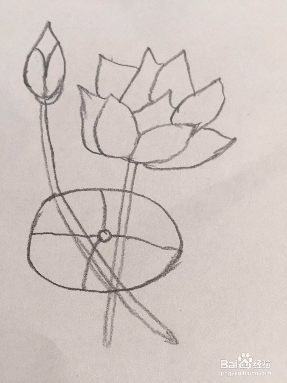 简笔画荷花的画法步骤