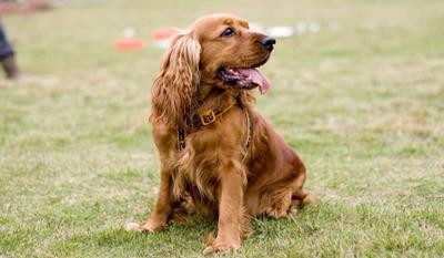 喂养成年可卡犬的方法