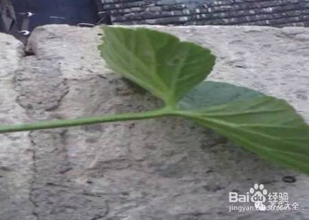 这花千万别花钱买，一片叶子能养十几盆，朋友看了都抢着要！
