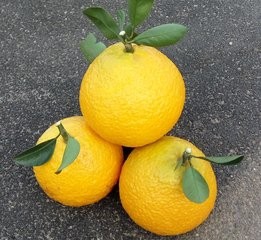 这几种水果加热吃比药还管用