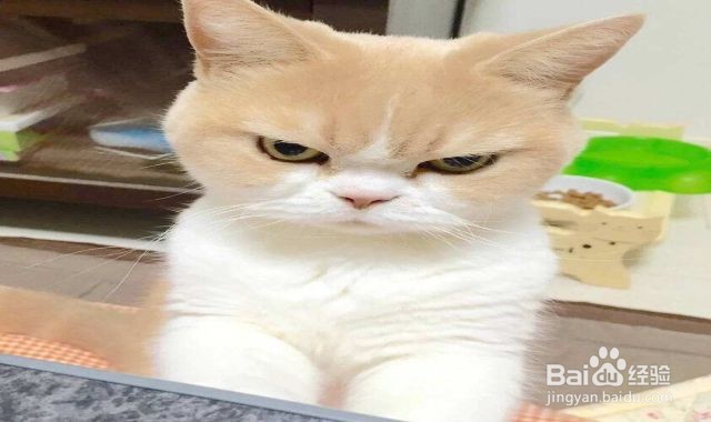 得狂犬病的猫什么样子