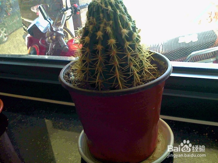 家养的盆栽仙人球怎样养护
