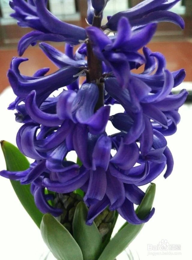 水培风信子——懒人也能让鲜花美美地盛开