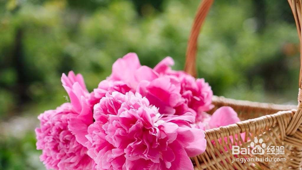 盆栽牡丹的诀窍