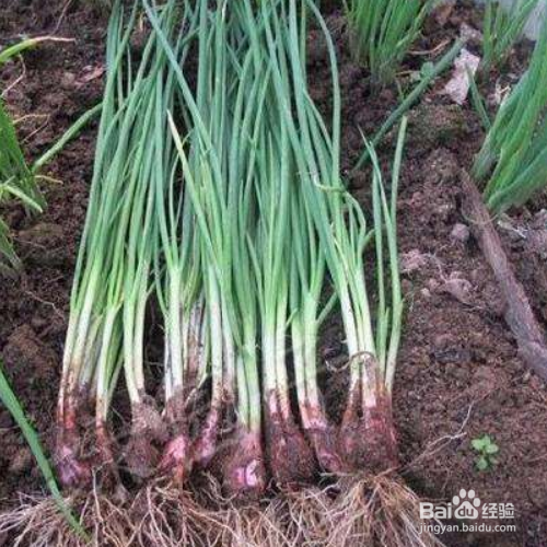 小葱的培育方法和注意事项