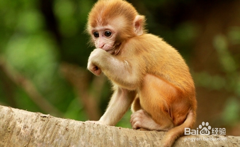 鞍山到张家界自驾游