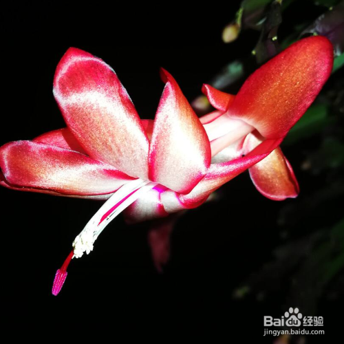 蟹脚兰怎么促进开花