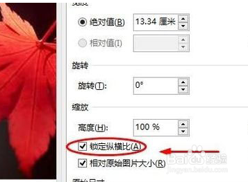 在Word中插入的图片如何只变大小不变形