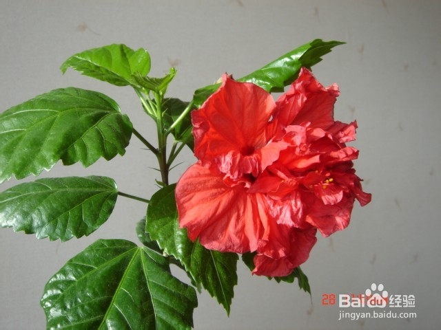 扶桑花的养殖方法hff