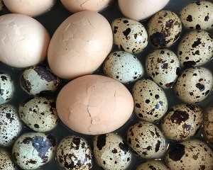 电饭煲如何煮五香茶叶蛋