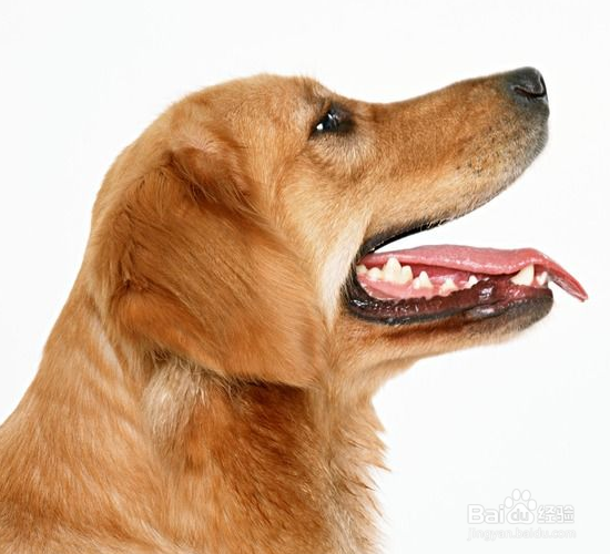 狗狗嘴巴臭怎么预防