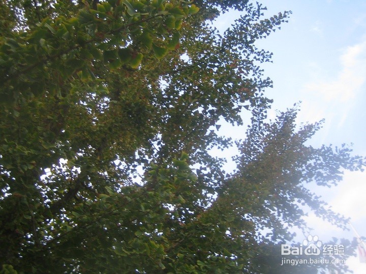 为什么植物剪枝枝干向上长枝叶茂盛