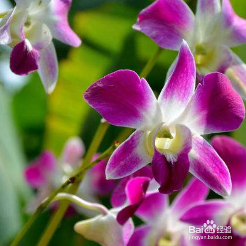 石斛兰烂根怎么解决?